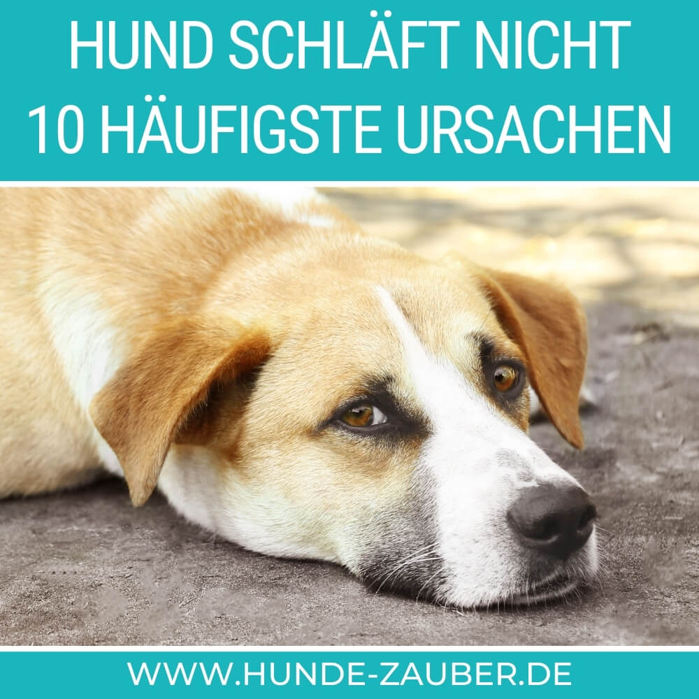 Hund schläft nicht | 10 häufigste Ursachen [2023] – Hunde-Zauber