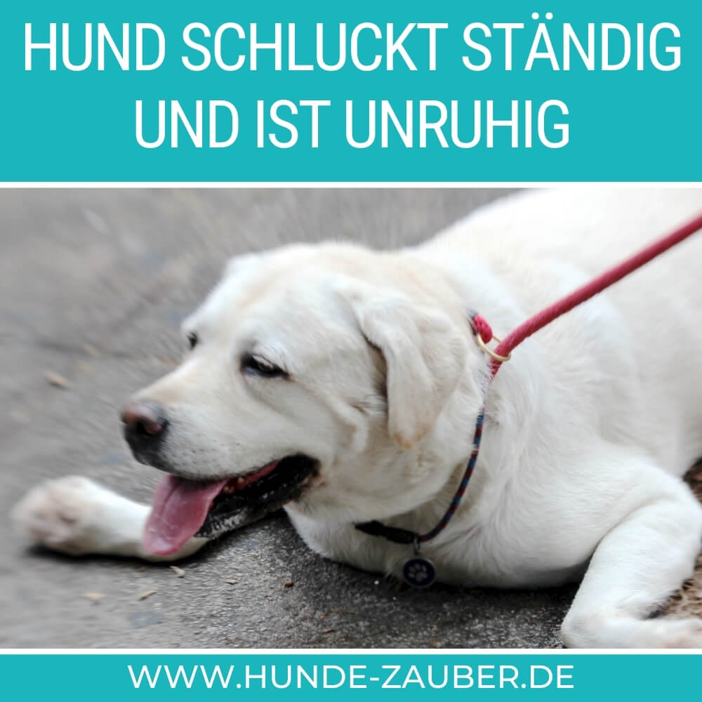 Hund schluckt ständig und ist unruhig | 7 Ursachen [2023] – Hunde-Zauber