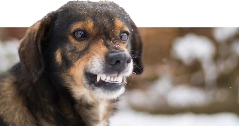 Hund knurrt beim Streicheln 10 häufigste Ursachen [2021] HundeZauber