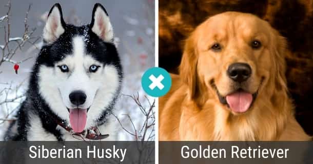 Husky Golden Retriever Mix