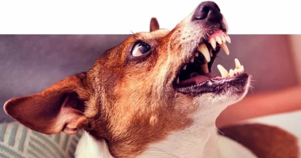 Hund knurrt Besucher an Ursachen &amp; Lösung [2021] HundeZauber