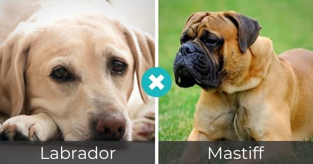 Labrador Mastiff Mix