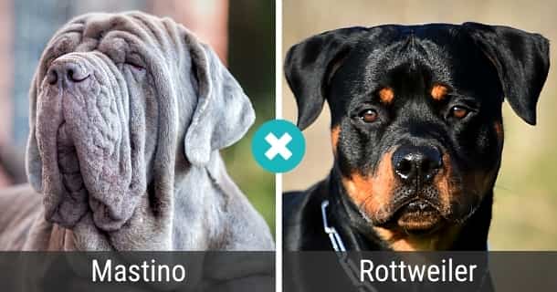 Mastino Rottweiler Mischling