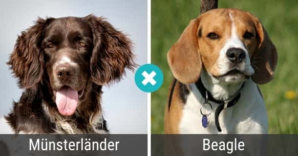 Münsterländer Beagle Mischling