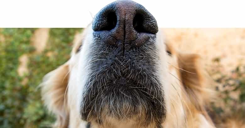Nase eines Hundes