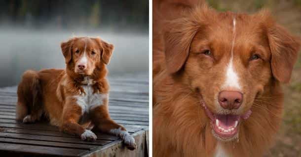 Nova Scotia Duck Tolling Retriever