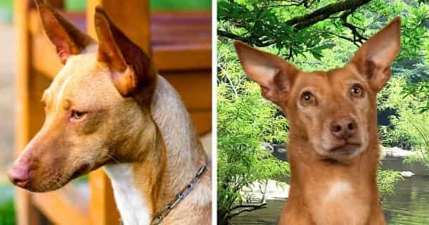 Podenco Andaluz