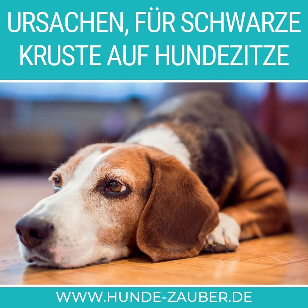 Schwarze Kruste auf Hundezitze | 6 Ursachen [2024] – Hunde-Zauber