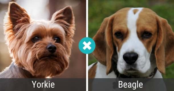 Yorkie Beagle Mix